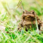 How to Run SQL Script in Toad?