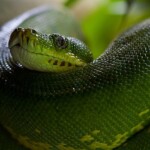Fix SyntaxError: non-default argument follows default argument in Python
